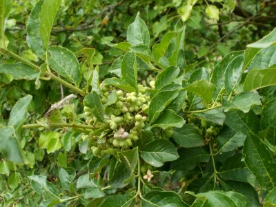 20120624Euonymus_europaeus1