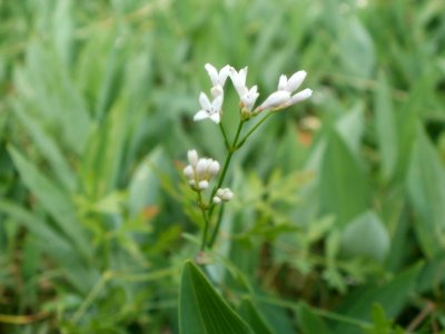 20120624Asperula_cynanchica2