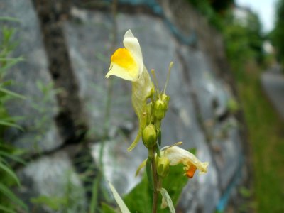 20120629Linaria_vulgaris10
