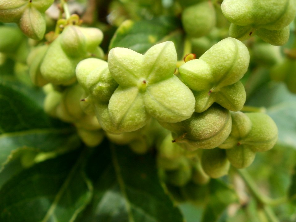 20120624Euonymus_europaeus3