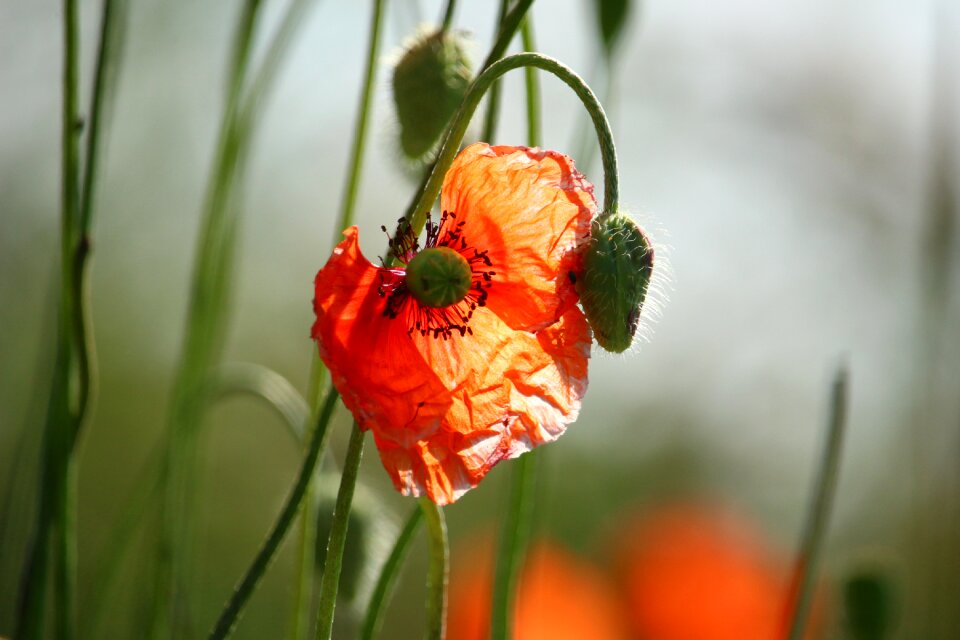 Bloom plant poppy flower
