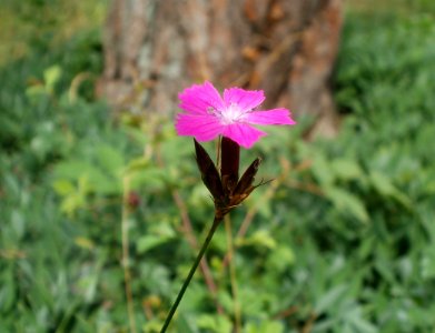 20120624Dianthus_carthusianorum2