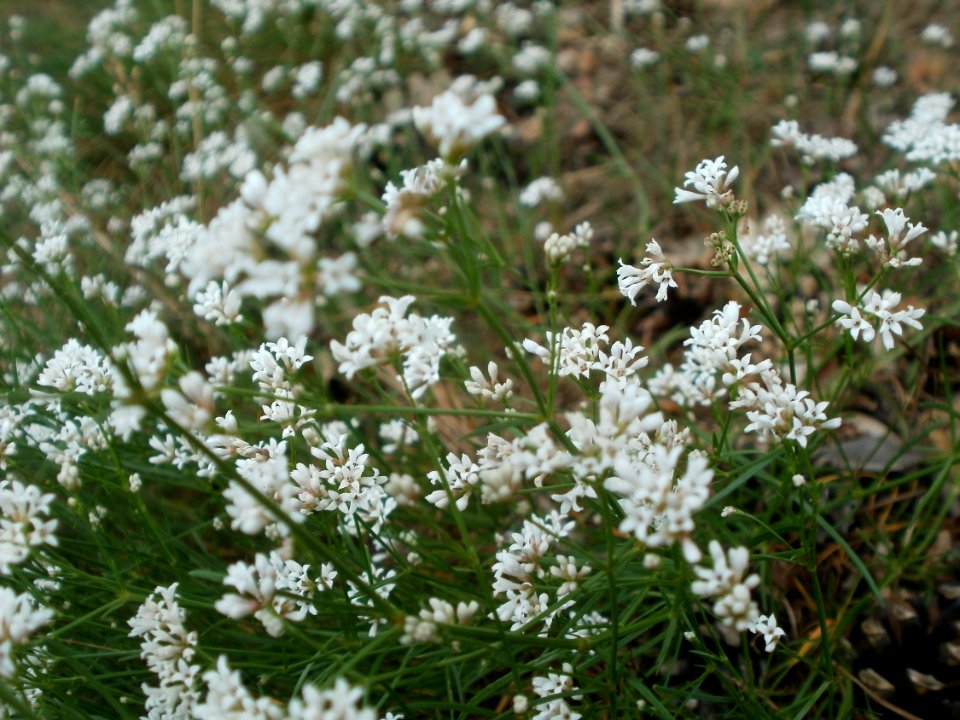 20120624Asperula_cynanchica4
