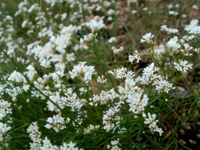 20120624Asperula_cynanchica4