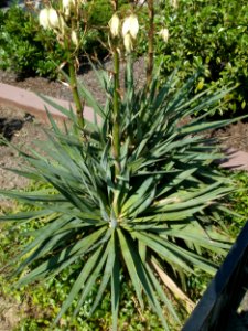 20120626Yucca_gloriosa4