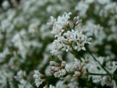 20120624Asperula_cynanchica5