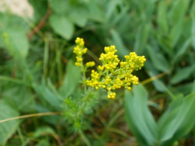 20120624Galium_verum3
