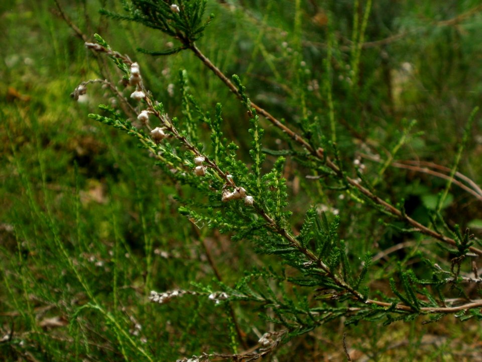 20120624Calluna_vulgaris2