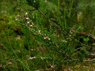 20120624Calluna_vulgaris2