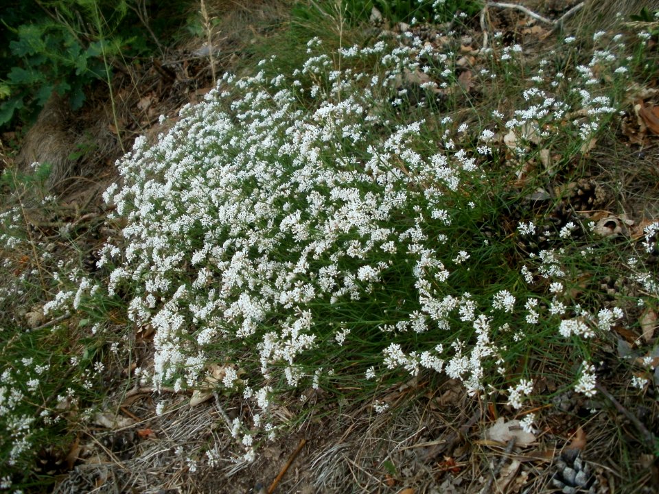 20120624Asperula_cynanchica3