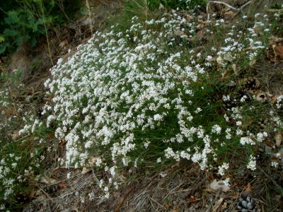 20120624Asperula_cynanchica3