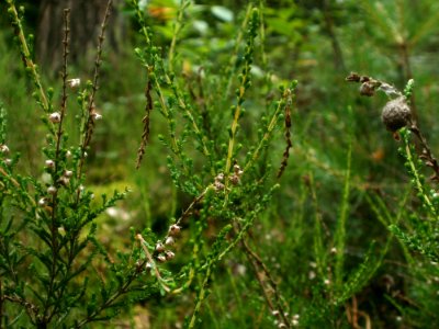 20120624Calluna_vulgaris1