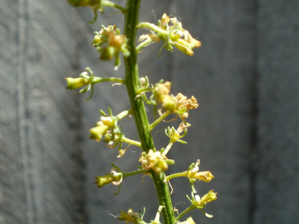 20120628Reseda_lutea3