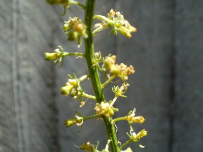 20120628Reseda_lutea3