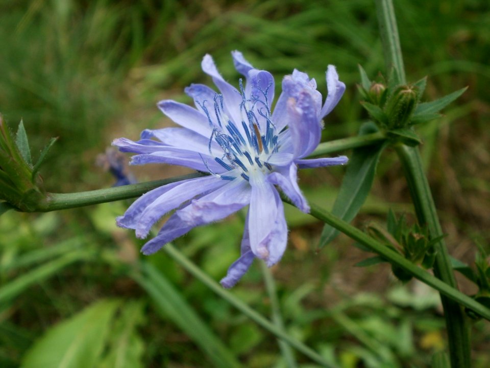20120624Cichorium_intybus5