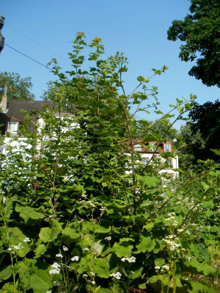 20120629Arctium_lappa3