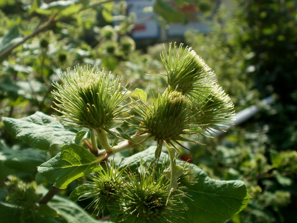 20120629Arctium_lappa8