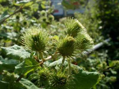 20120629Arctium_lappa8