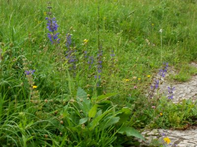 20120621Salvia_pratensis11 photo