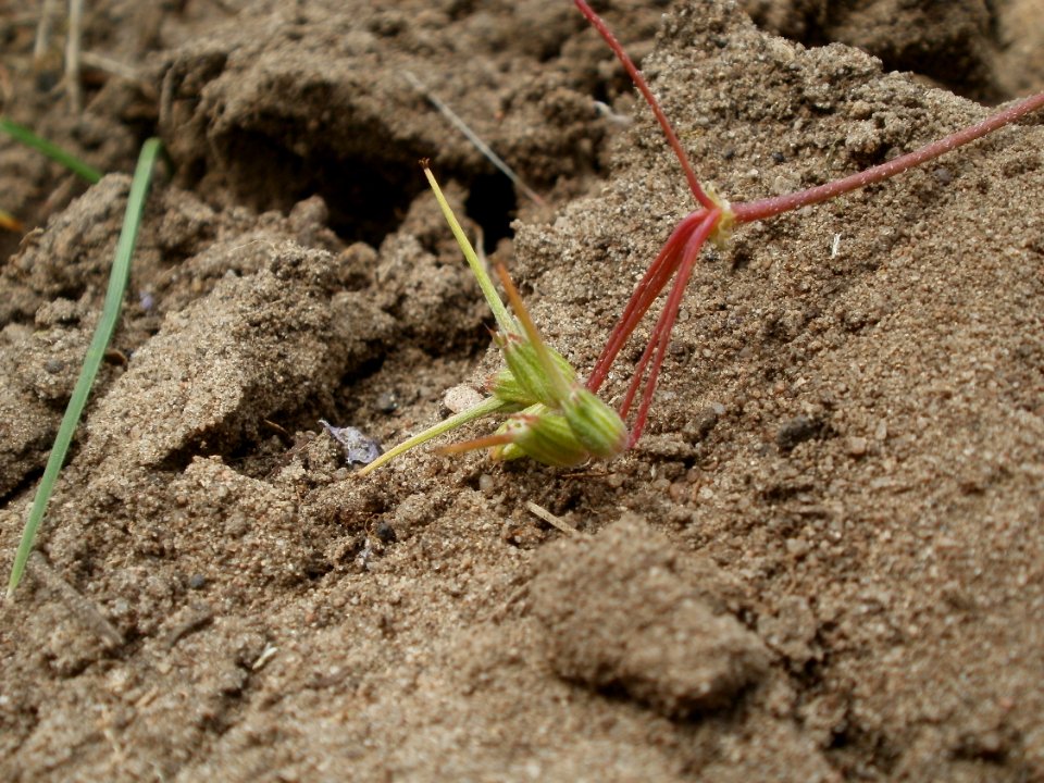 20120624Erodium_cicutarium2
