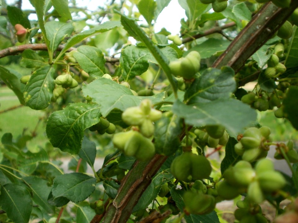 20120624Euonymus_europaeus2