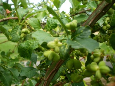20120624Euonymus_europaeus2