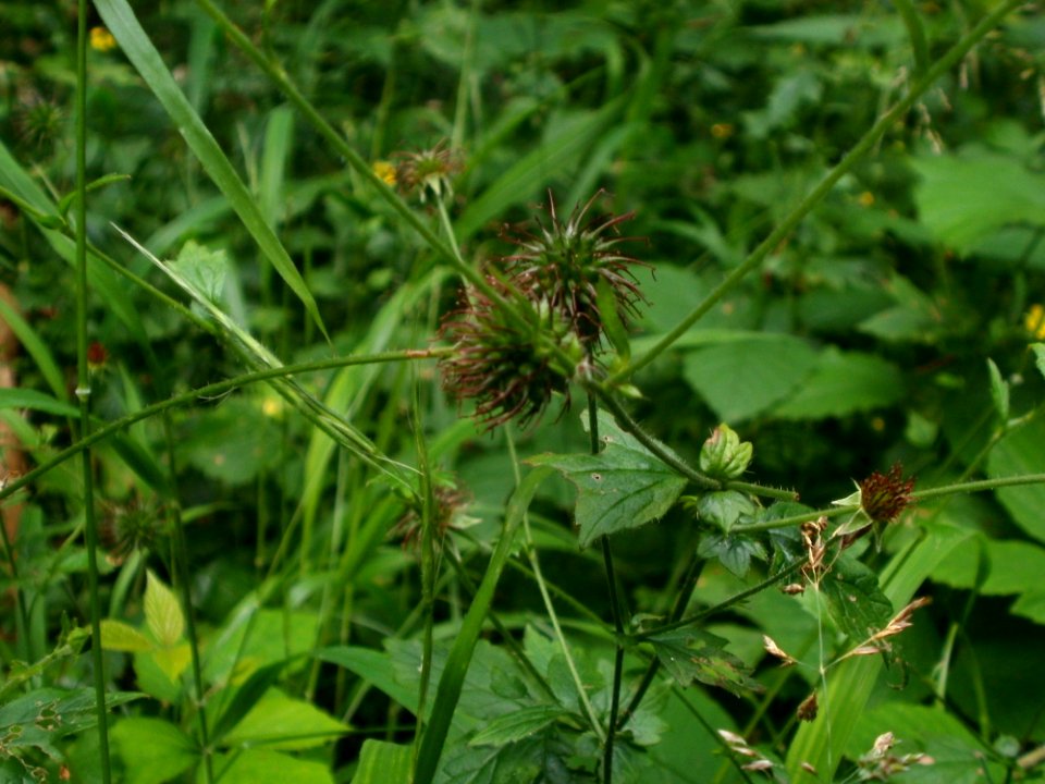 20120624Geum_urbanum1