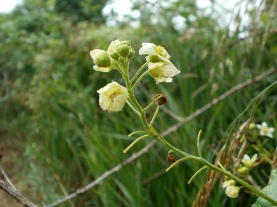 20120624Bryonia_dioica2