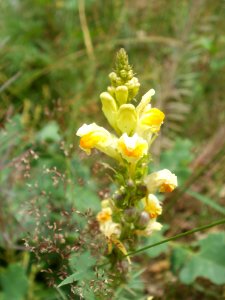 20120624Linaria_vulgaris3