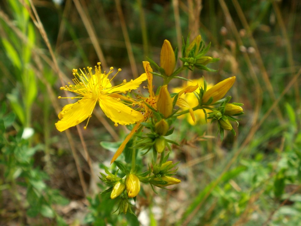 20120624Hypericum_perforatum1