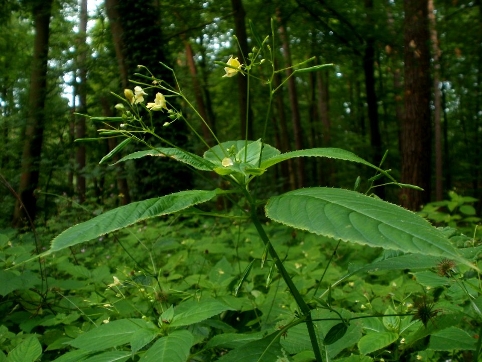 20120624Impatiens_parviflora6