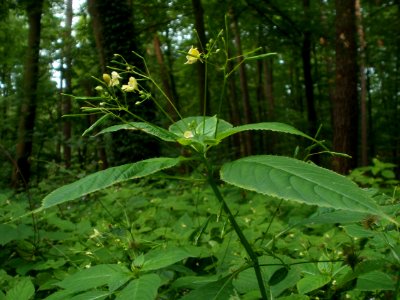 20120624Impatiens_parviflora6