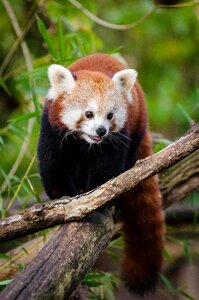 Furry outdoors red panda photo