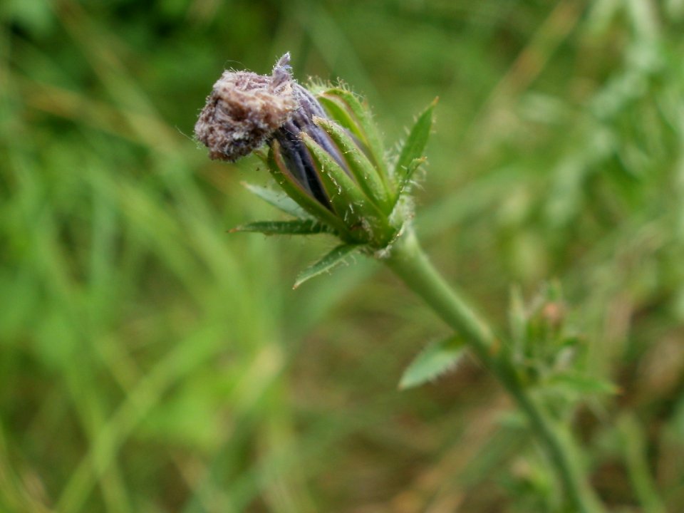 20120624Cichorium_intybus2