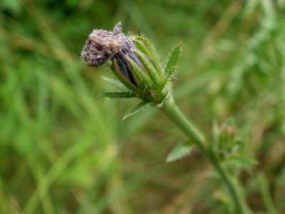 20120624Cichorium_intybus2