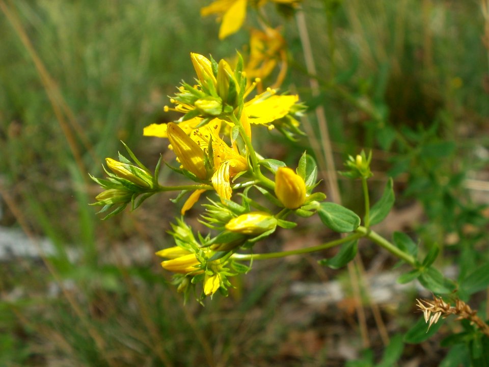 20120624Hypericum_perforatum2