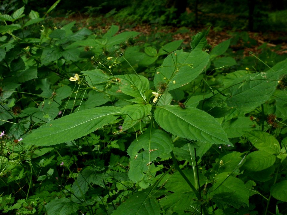 20120624Impatiens_parviflora4
