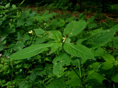 20120624Impatiens_parviflora4
