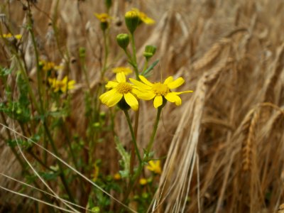 20120624Jacobaea_vulgaris2