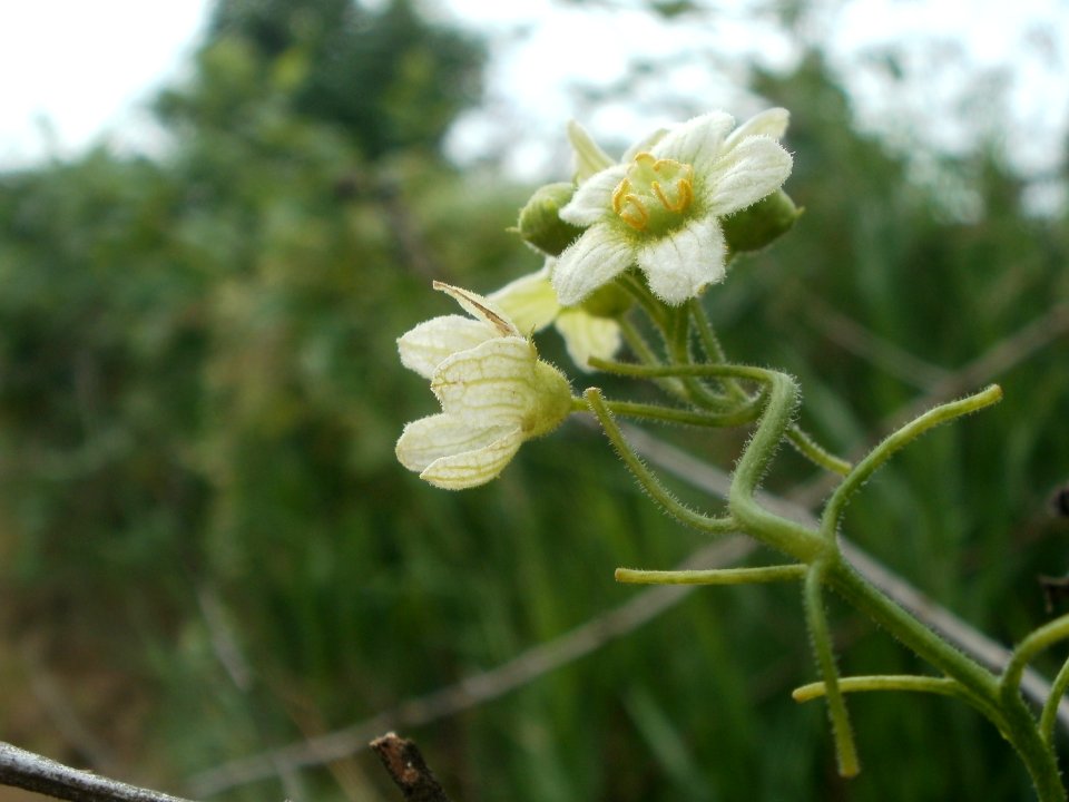 20120624Bryonia_dioica1