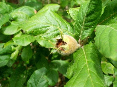 20120624Mespilus_germanica4