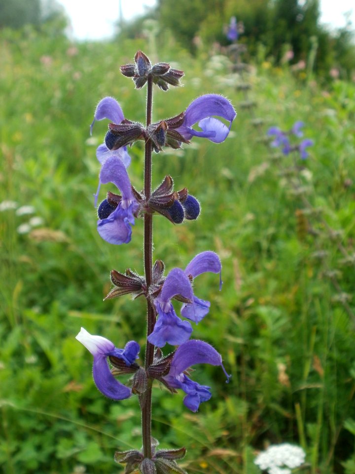 20120621Salvia_pratensis08