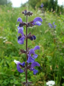 20120621Salvia_pratensis08 photo