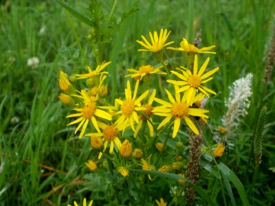 20120621Senecio_inaequidens22