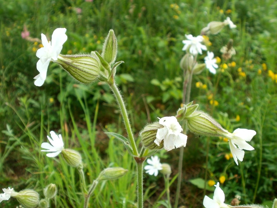 20120621Silene_latifolia2