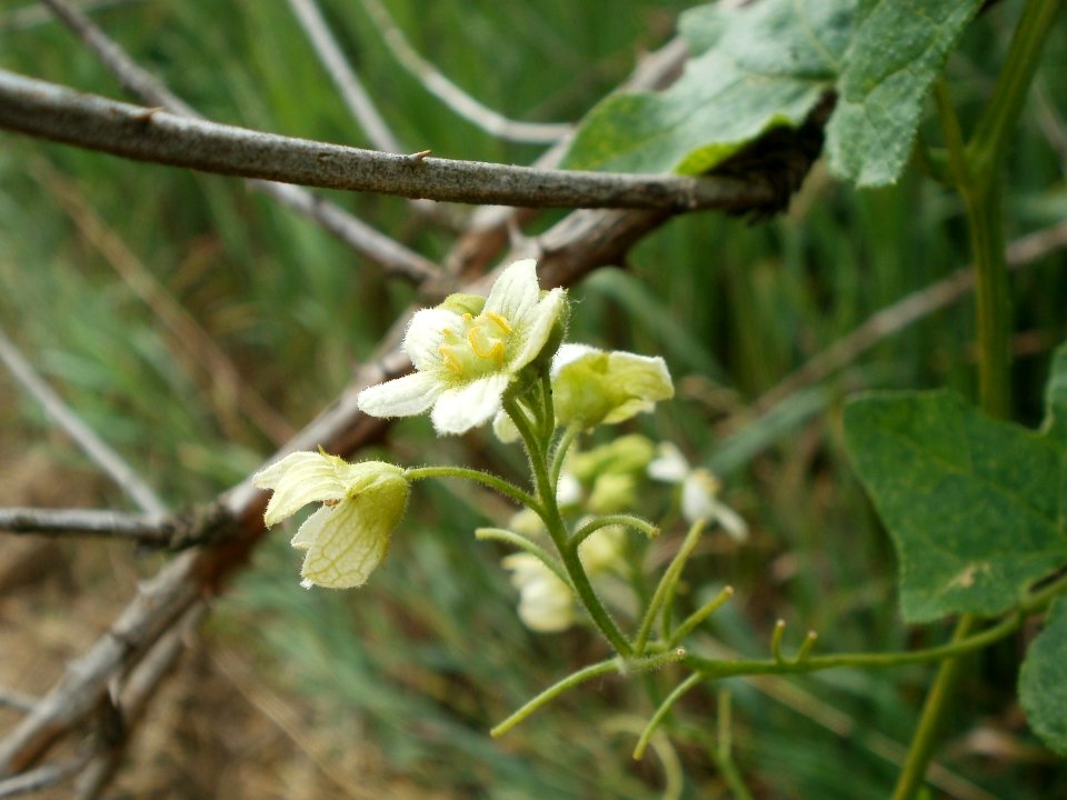 20120624Bryonia_dioica3