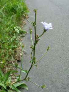 20120624Cichorium_intybus3