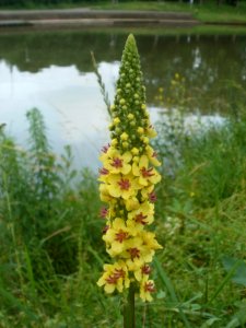 20120621Verbascum_nigrum12