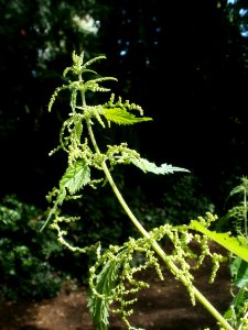 20120621Urtica_dioica2