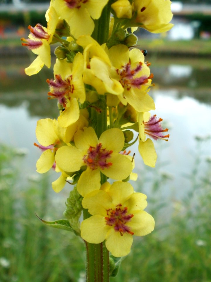 20120621Verbascum_nigrum13